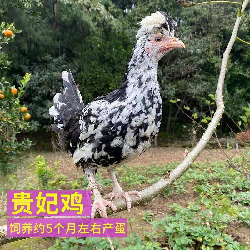 贵妃鸡鸡苗批发贵妃鸡苗林下生态贵妃鸡苗养殖贵妃鸡苗直