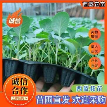【西兰花苗】山东西兰花苗大量上市苗圃直供质量保证欢迎采购