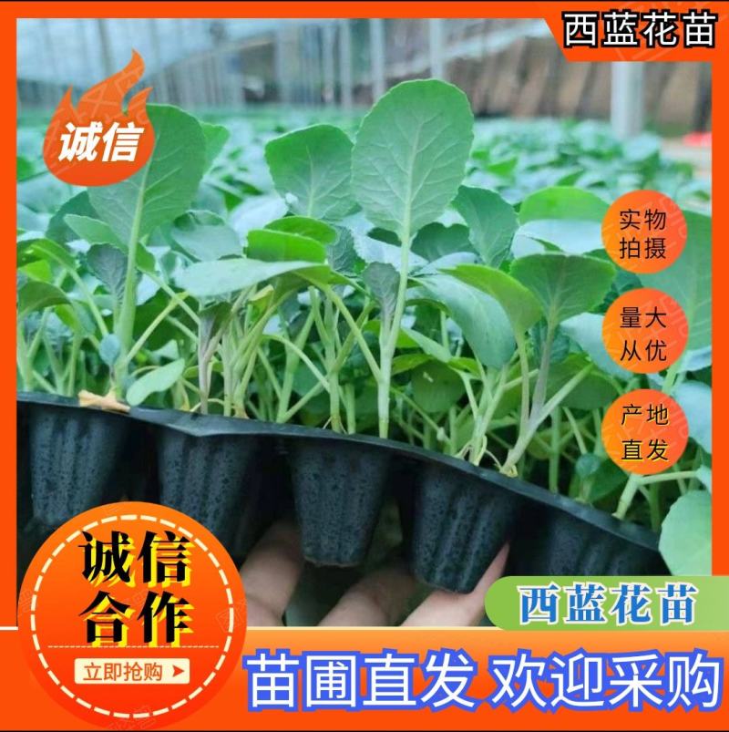 【西兰花苗】山东西兰花苗大量上市苗圃直供质量保证欢迎采购