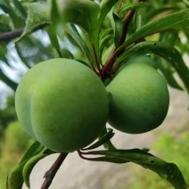 本地蜂糖还有半个月大量上市