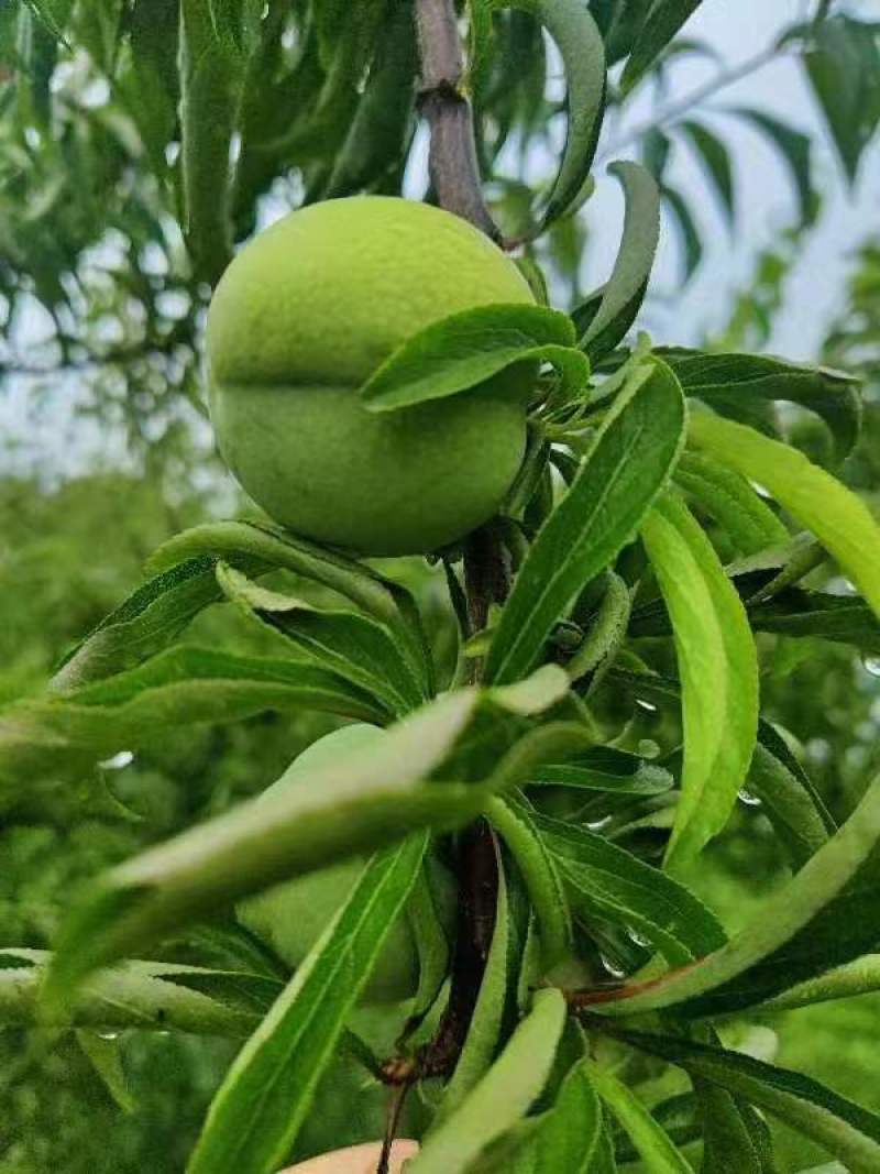 本地蜂糖还有半个月大量上市