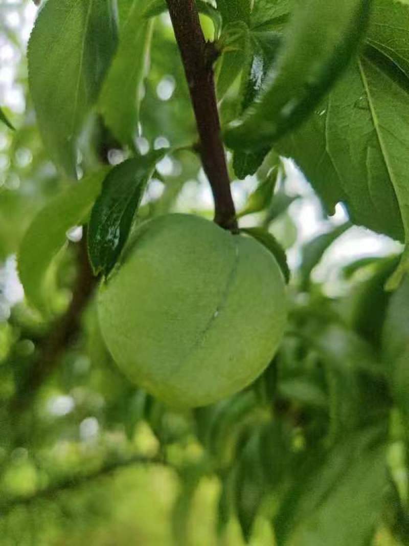 本地蜂糖还有半个月大量上市