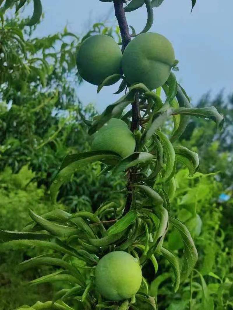 本地蜂糖还有半个月大量上市