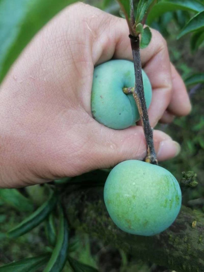 本地蜂糖还有半个月大量上市