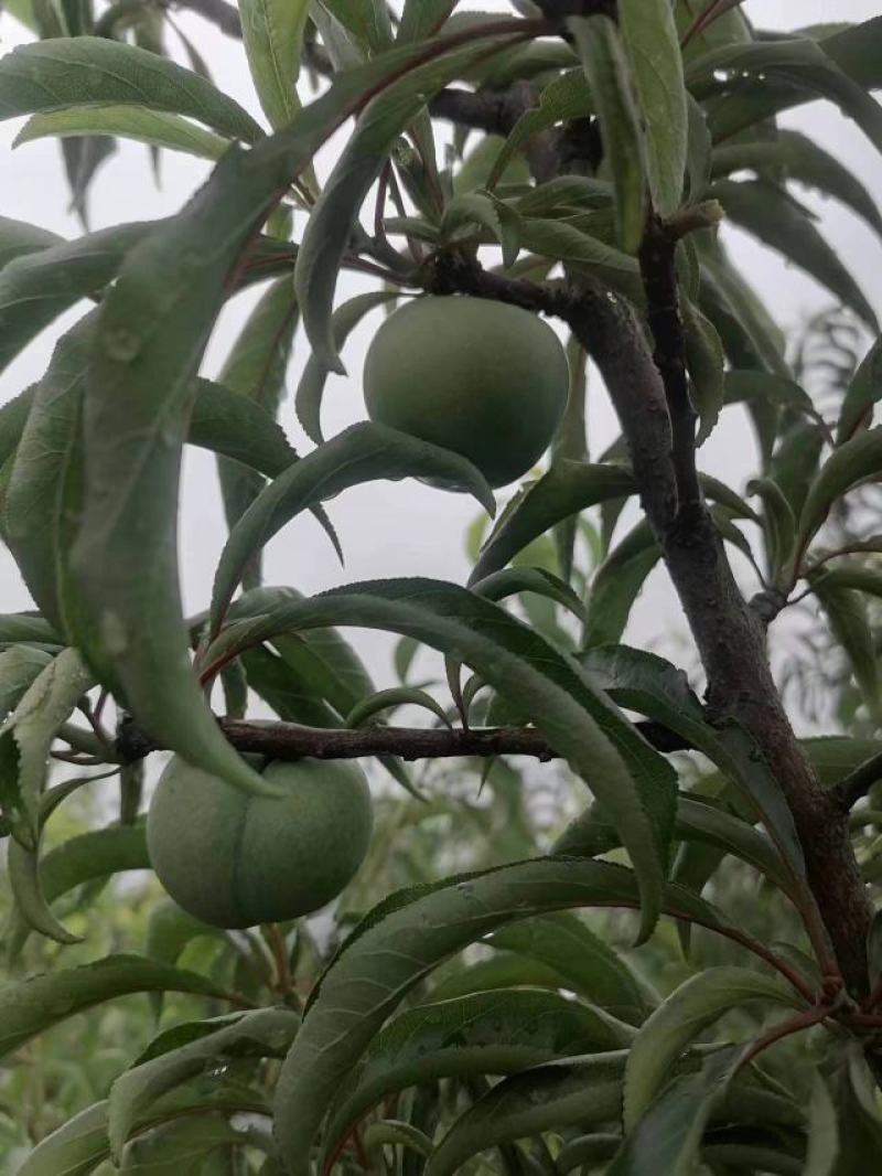 本地蜂糖还有半个月大量上市