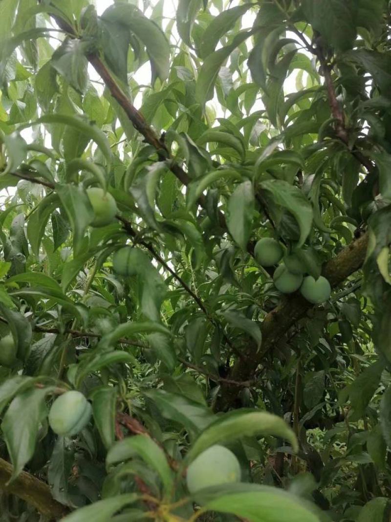 本地蜂糖还有半个月大量上市