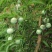 本地蜂糖还有半个月大量上市