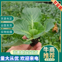 【甘蓝苗】山东聊城甘蓝苗苗圃直发大量有货欢迎采购