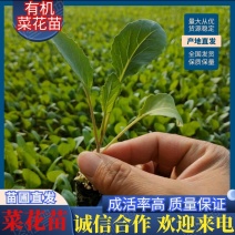 【有机菜花苗】苗圃直发大量有货质量保证欢迎采购