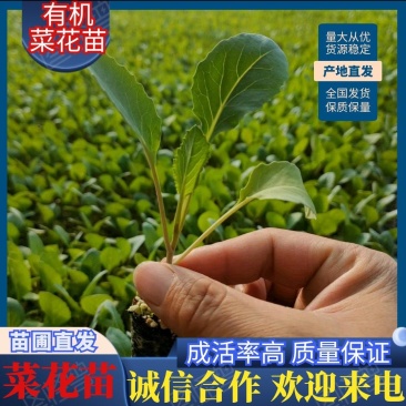【有机菜花苗】苗圃直发大量有货质量保证欢迎采购