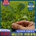 【有机菜花苗】苗圃直发大量有货质量保证欢迎采购