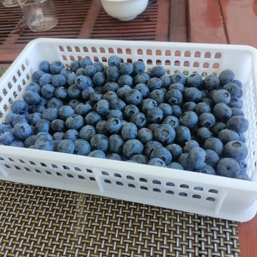 蓝莓大量上市，找合作着