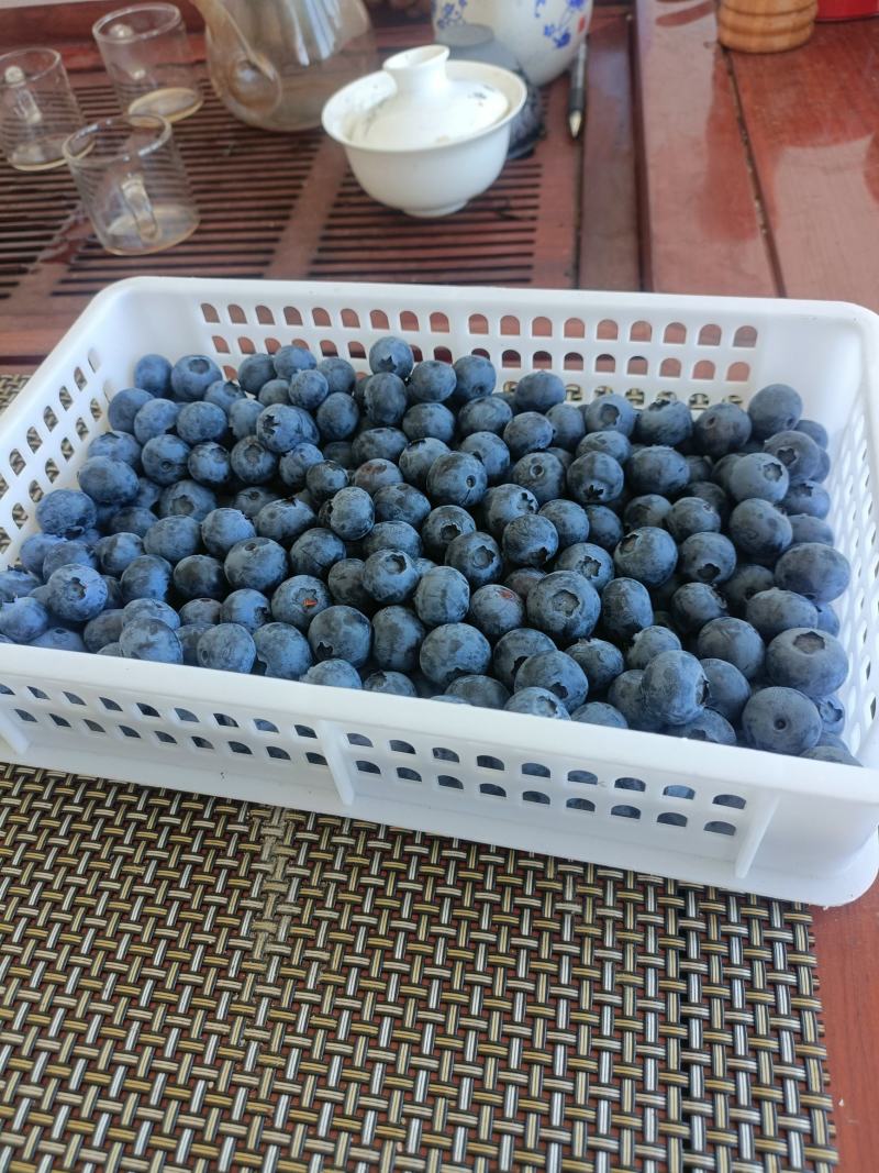 蓝莓大量上市，找合作着