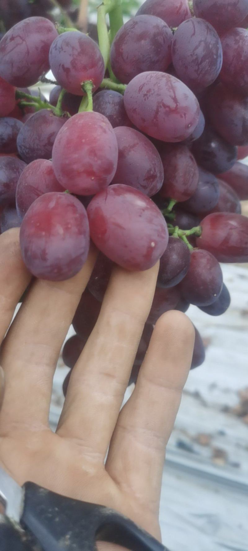 夏黑巨盛