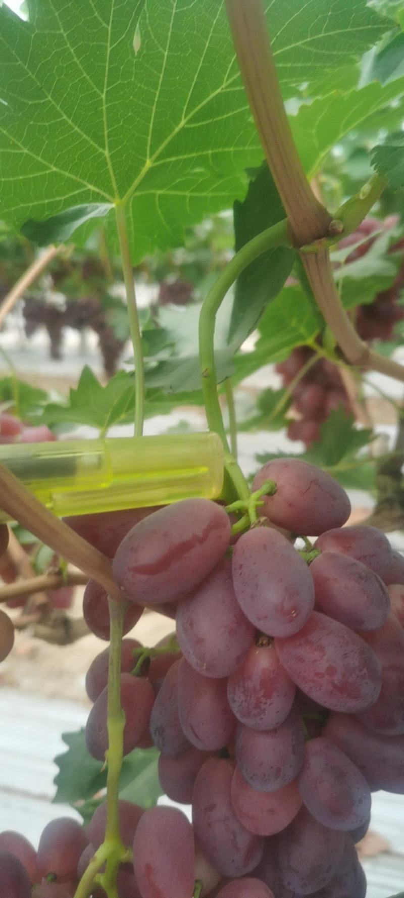 夏黑巨盛
