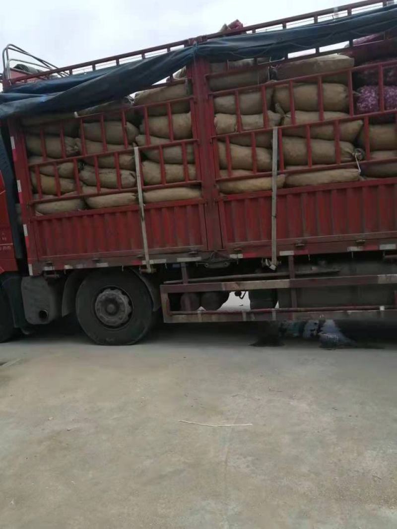 大蒜种子品质保证个大饱满价格美丽支持视频看货欢迎来电