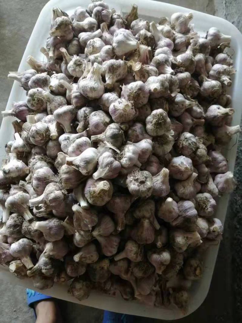 大蒜种子品质保证个大饱满价格美丽支持视频看货欢迎来电