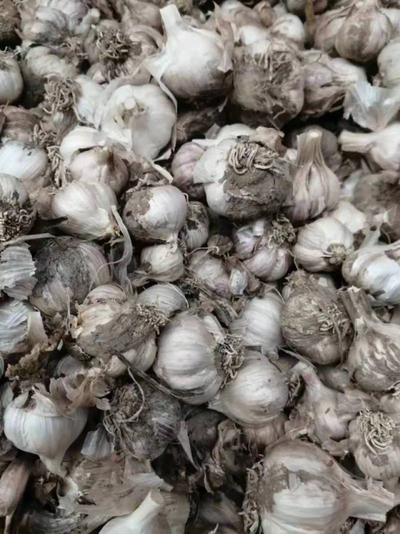 大蒜种子品质保证个大饱满价格美丽支持视频看货欢迎来电