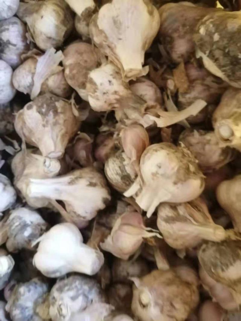 大蒜种子品质保证个大饱满价格美丽支持视频看货欢迎来电