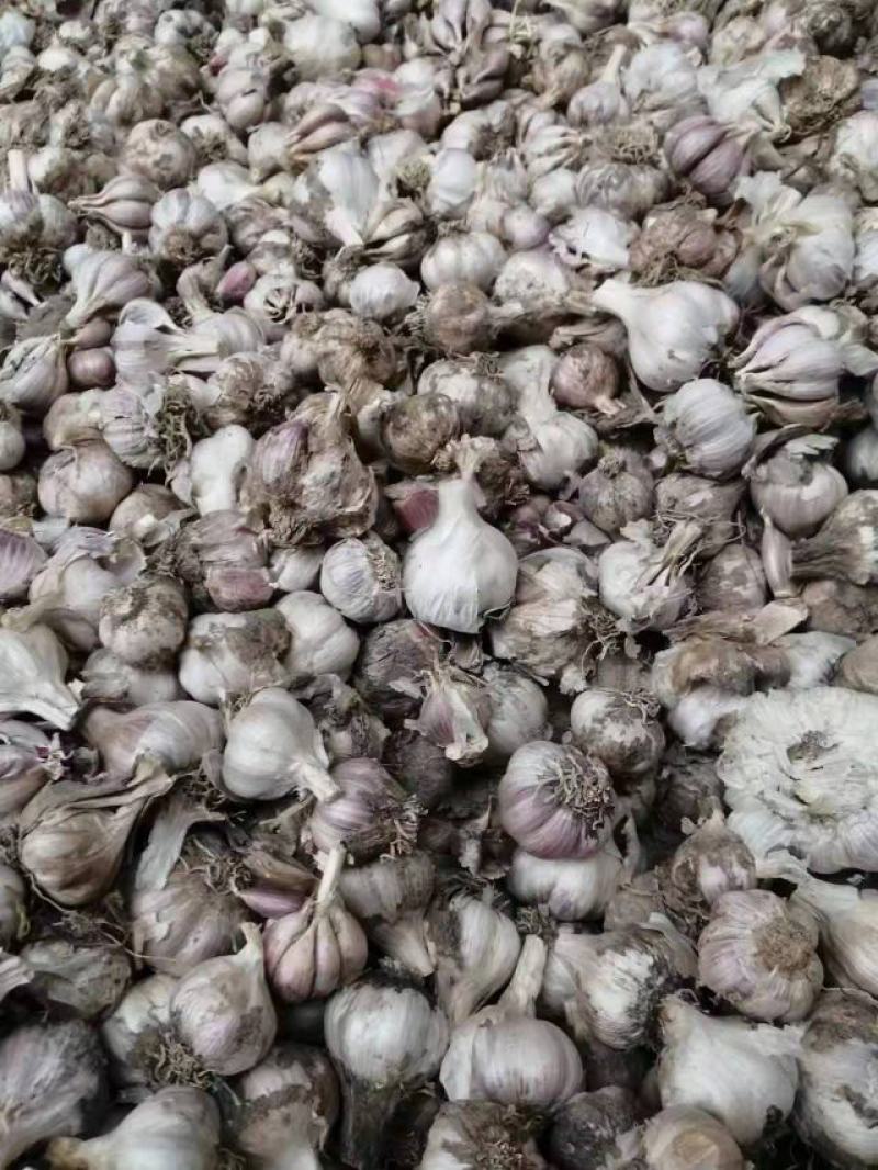 大蒜种子品质保证个大饱满价格美丽支持视频看货欢迎来电