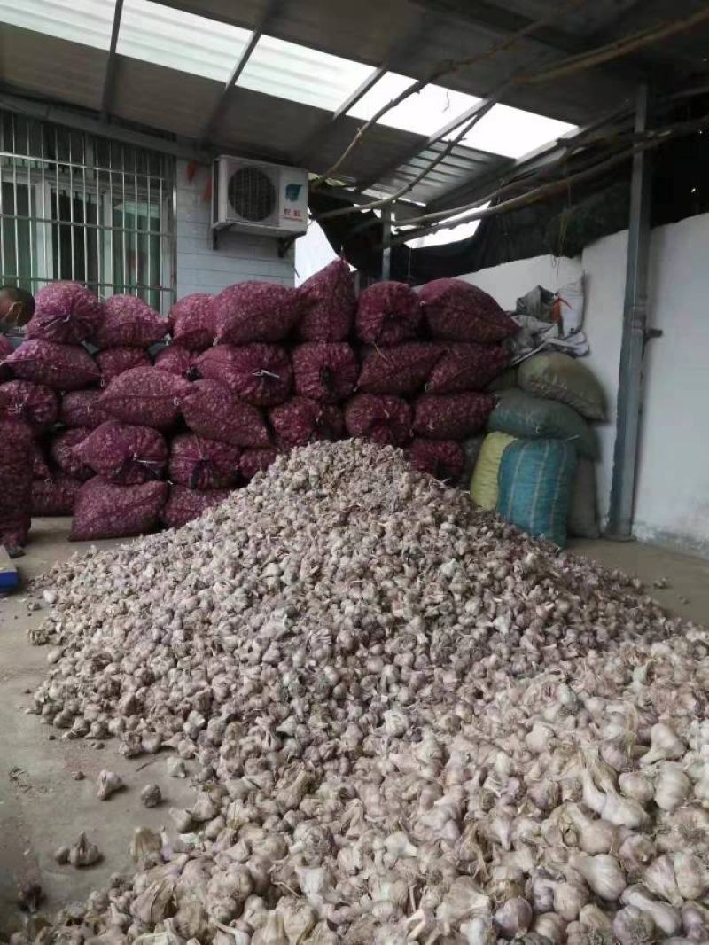 大蒜种子品质保证个大饱满价格美丽支持视频看货欢迎来电
