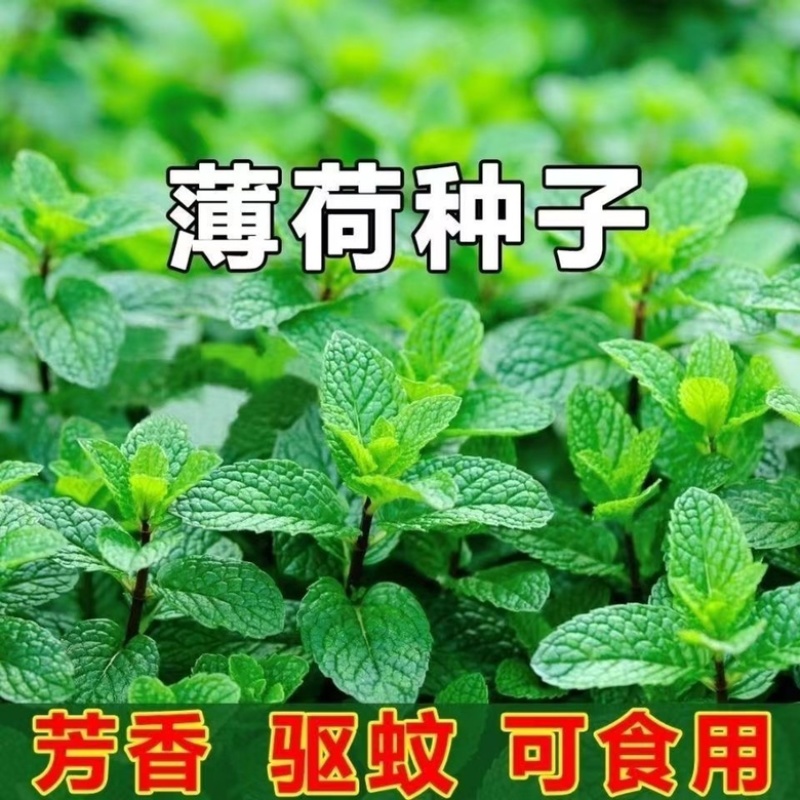 薄荷种子可食用驱蚊留兰香薄荷种子四季种植