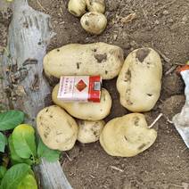 优质荷兰十五号土豆产地直供一手货源量大从优欢迎来电