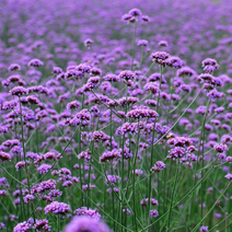马鞭草种子户外绿化紫色花海柳叶马鞭草种子多年生