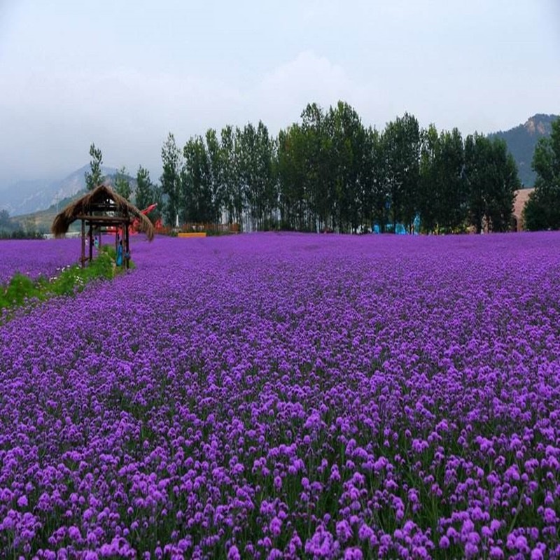 马鞭草种子户外绿化紫色花海柳叶马鞭草种子多年生