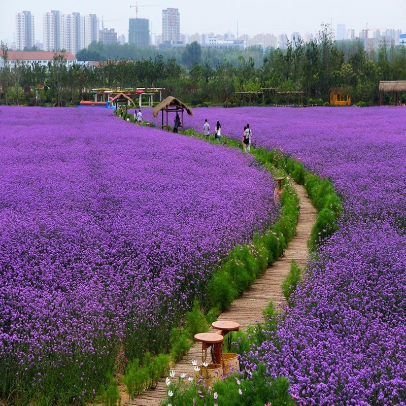 马鞭草种子户外绿化紫色花海柳叶马鞭草种子多年生