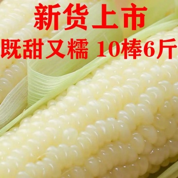（包邮）新鲜东北黄糯玉米黑龙江黄糯玉米棒10根新鲜玉米