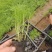 波斯菊耐寒颜色鲜艳花海公园花镜伟荣花卉宿根地被