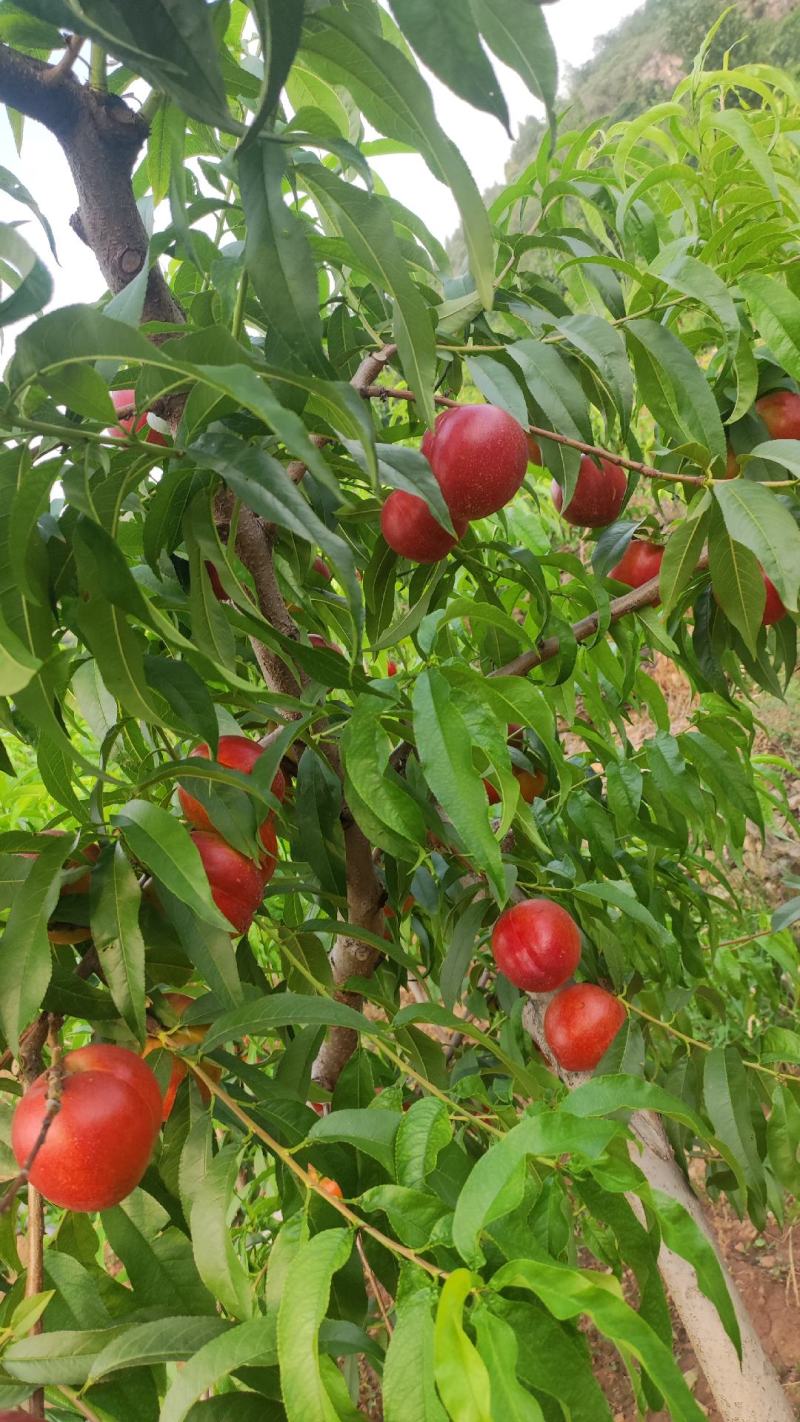 春雪桃6月5号大量上市油四满园红开始上市