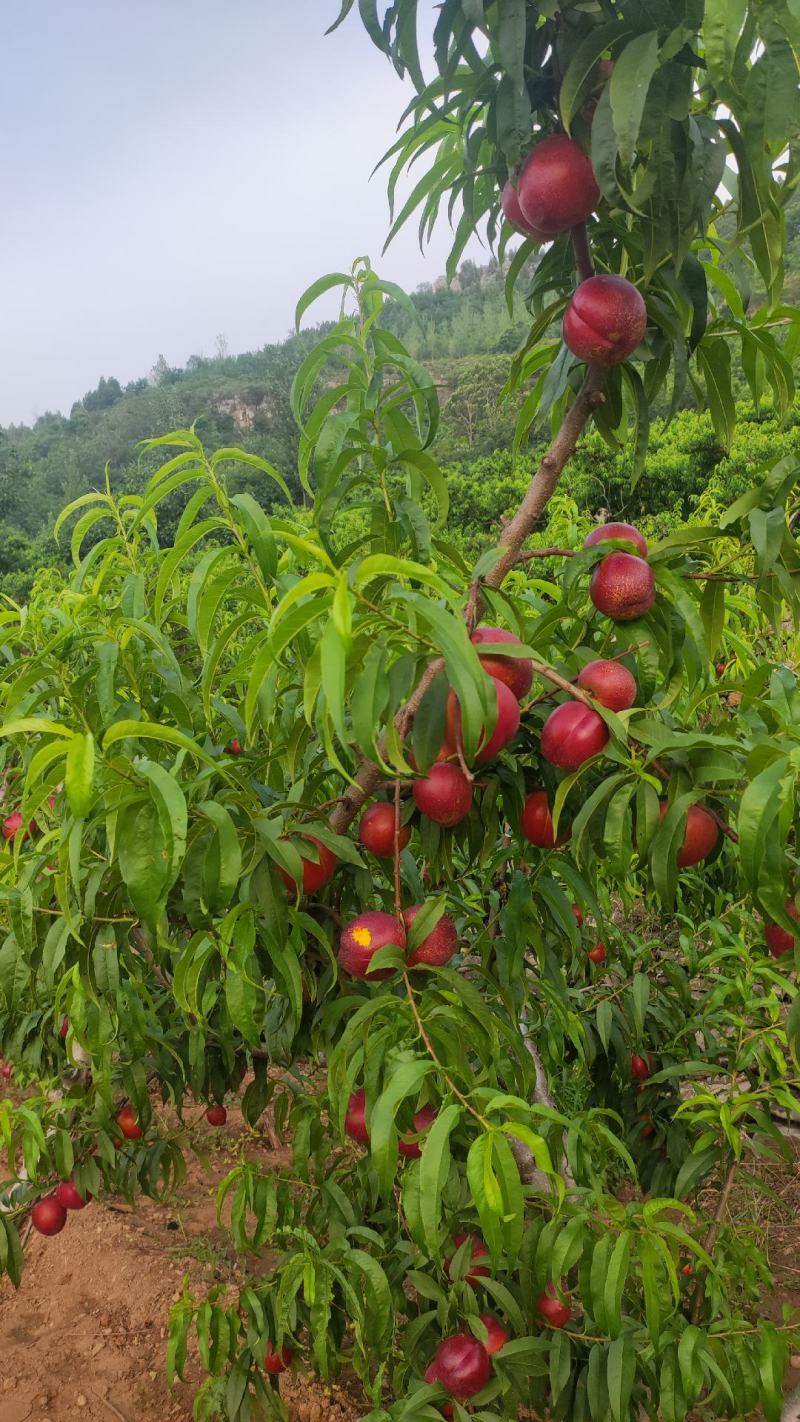 春雪桃6月5号大量上市油四满园红开始上市