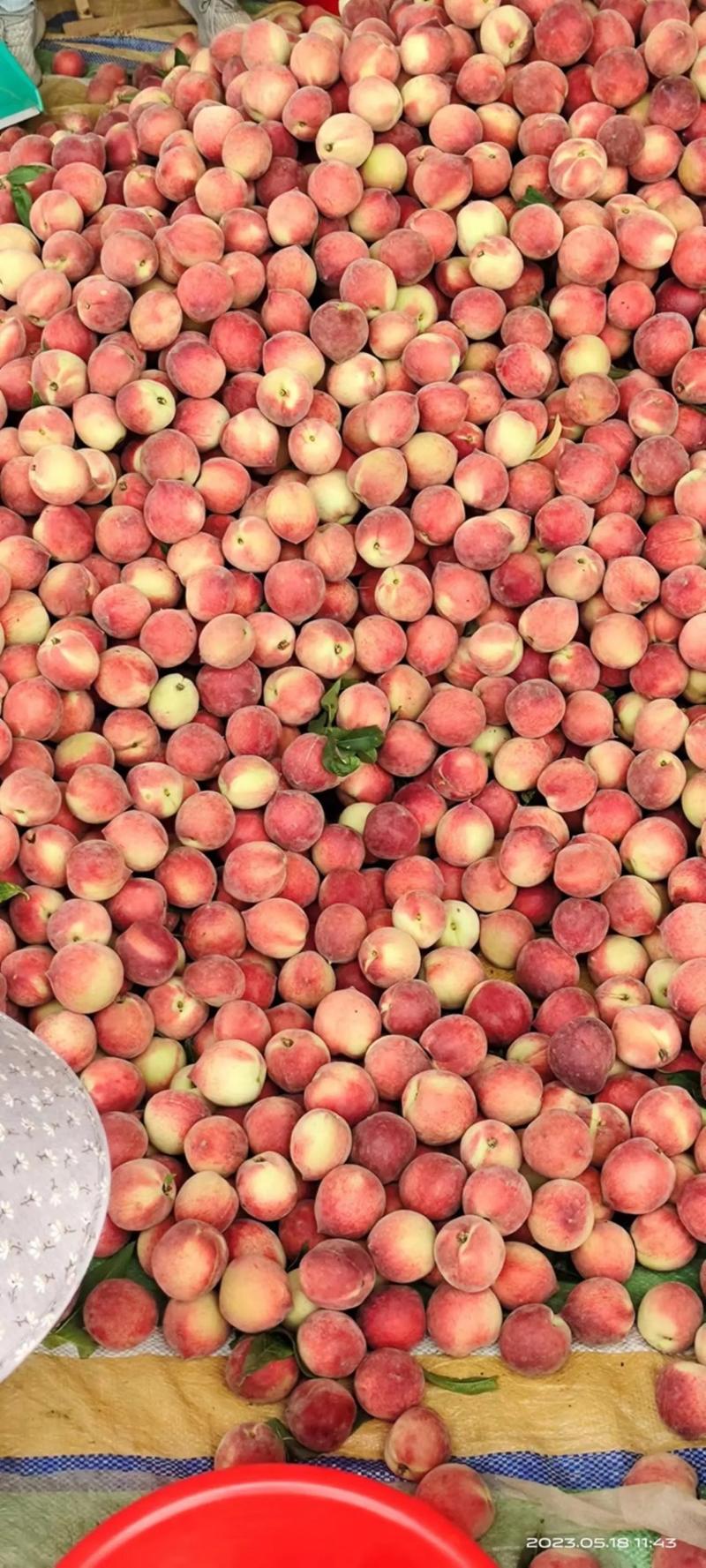 【毛桃】湖北红不软血桃品种齐全量大从优全国发货