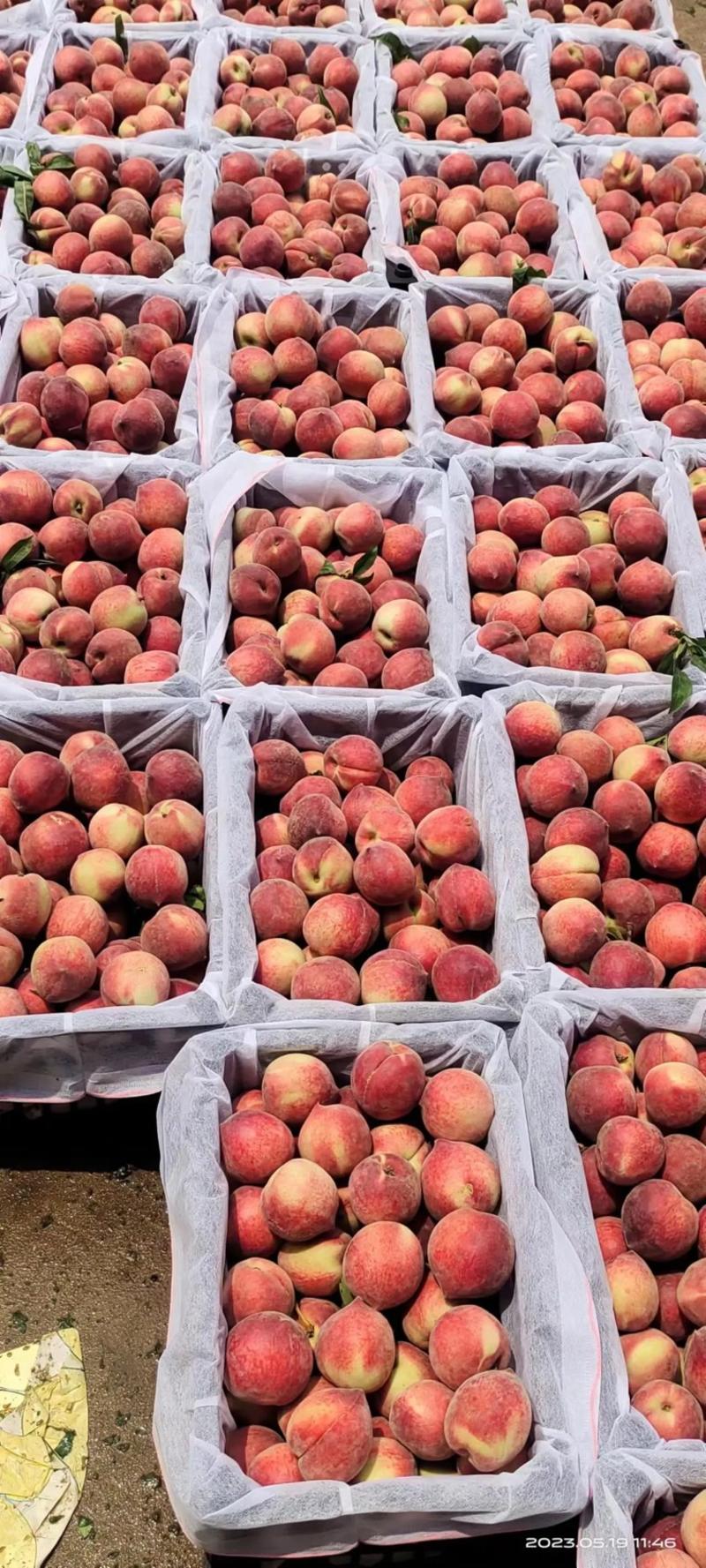 【毛桃】湖北红不软血桃品种齐全量大从优全国发货