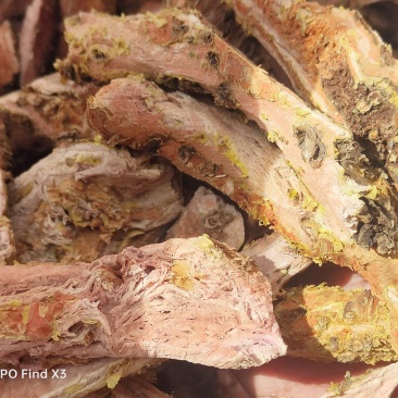 西藏野生红景天