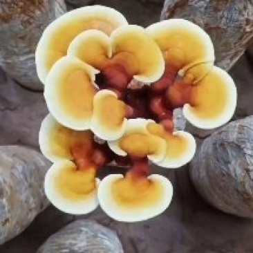 活体灵芝花基地直供