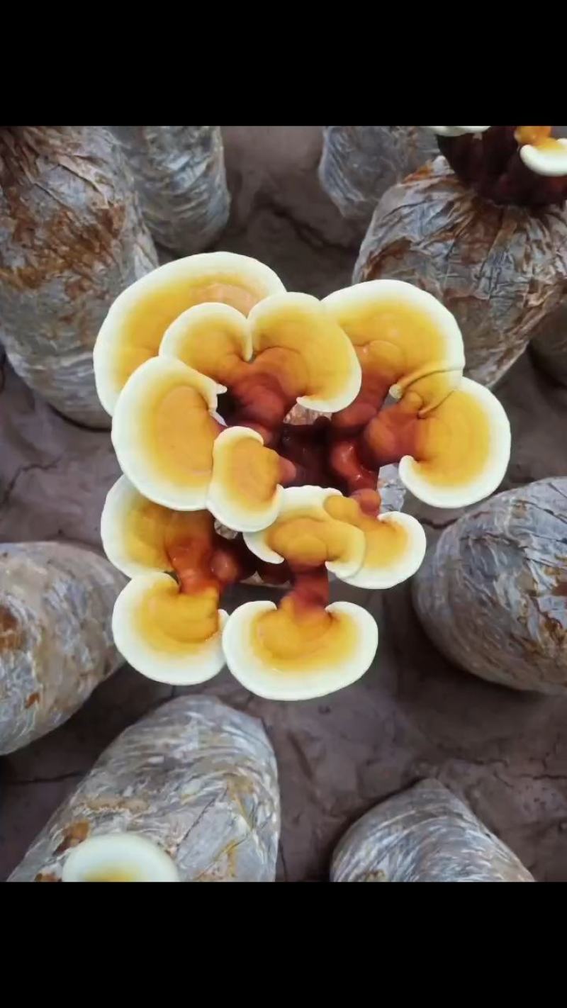 活体灵芝花基地直供