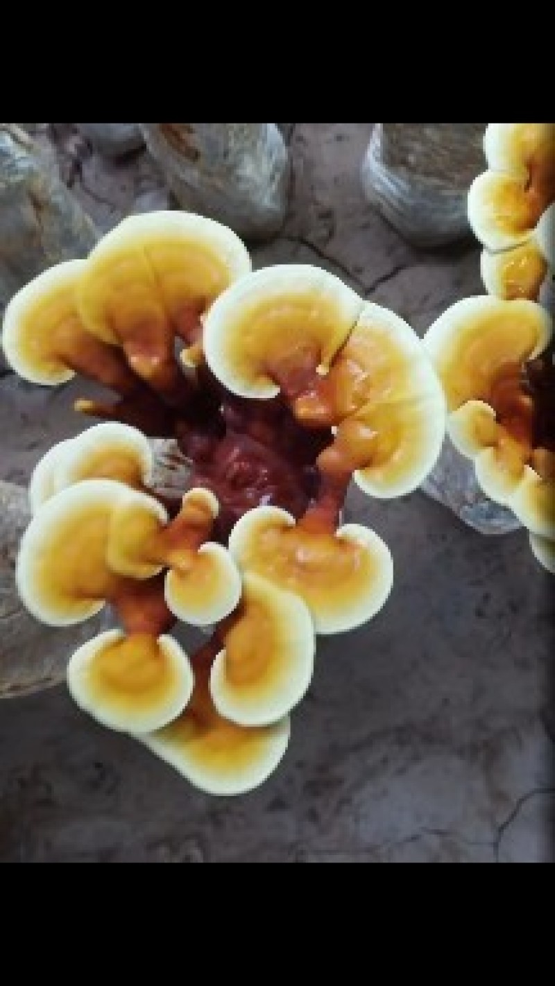 活体灵芝花基地直供