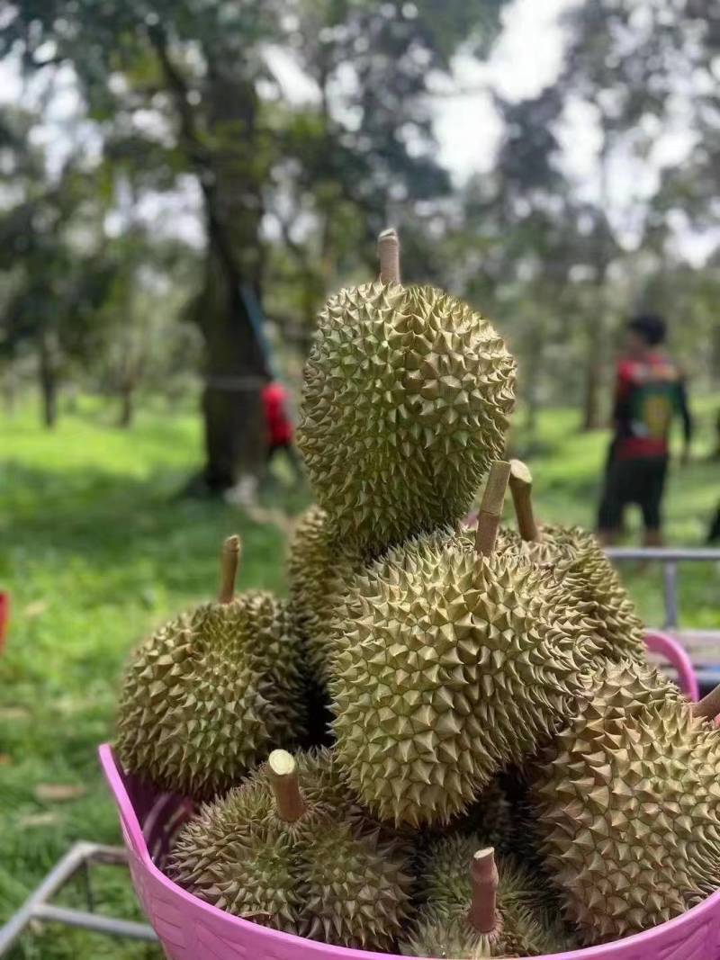 产地直发泰国金枕上线了