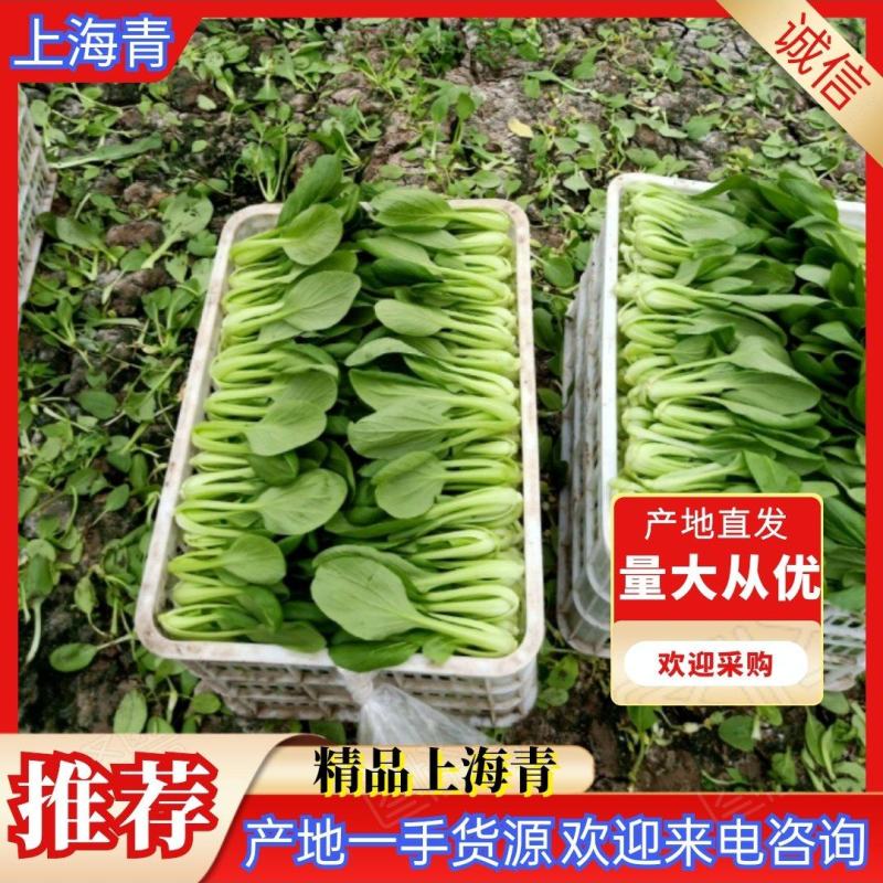 [优质]上海青翠绿鲜嫩货源充足一手货源，基地直发