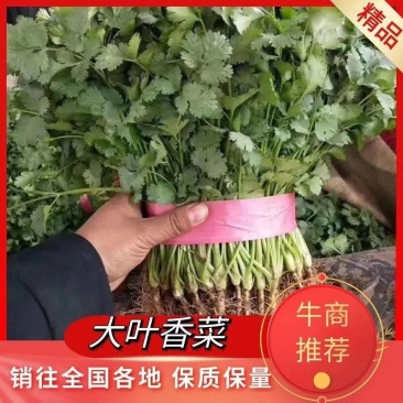 香河产地直销精品大叶香菜