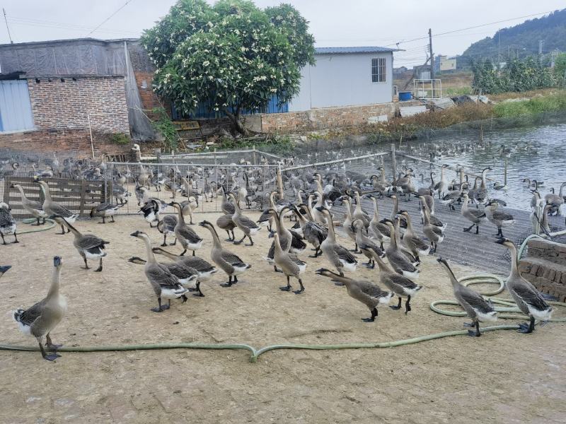 100天马岗鹅