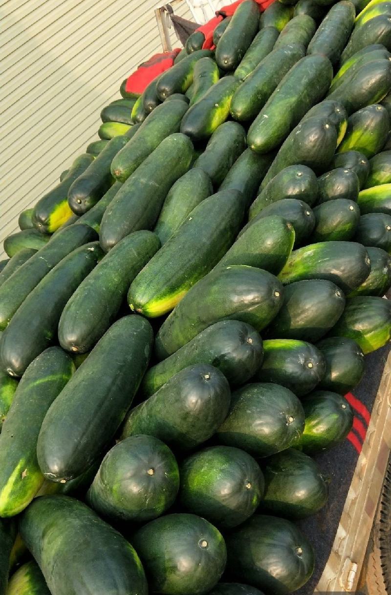 青皮冬瓜黑皮冬瓜地冬瓜白皮冬瓜食堂冬瓜菜冬瓜加工厂大冬瓜