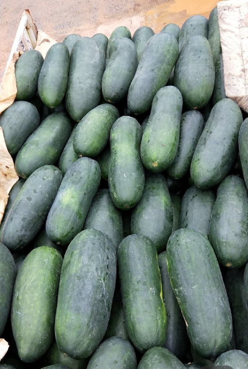青皮冬瓜黑皮冬瓜地冬瓜白皮冬瓜食堂冬瓜菜冬瓜加工厂大冬瓜