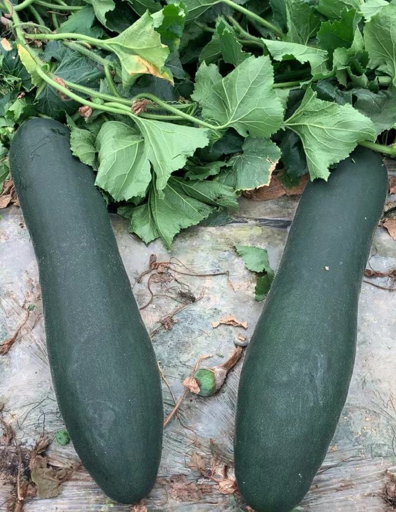 青皮冬瓜黑皮冬瓜地冬瓜白皮冬瓜食堂冬瓜菜冬瓜加工厂大冬瓜