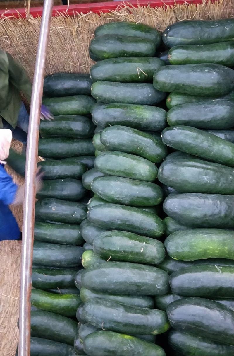 青皮冬瓜黑皮冬瓜地冬瓜白皮冬瓜食堂冬瓜菜冬瓜加工厂大冬瓜