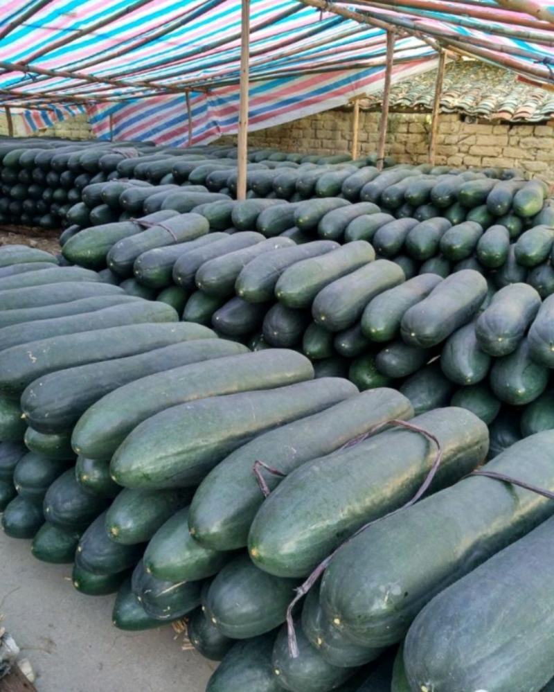 青皮冬瓜黑皮冬瓜地冬瓜白皮冬瓜食堂冬瓜菜冬瓜加工厂大冬瓜