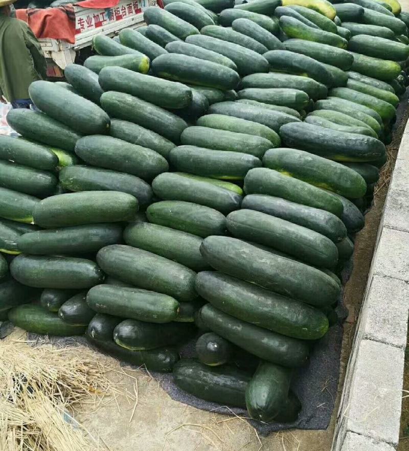 青皮冬瓜黑皮冬瓜地冬瓜白皮冬瓜食堂冬瓜菜冬瓜加工厂大冬瓜